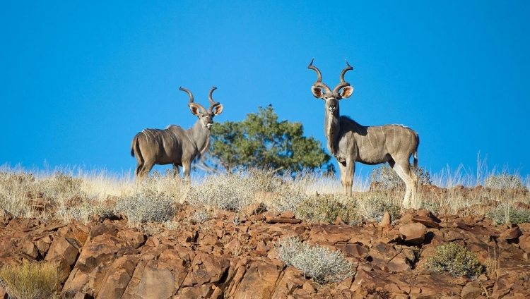 Damaraland Camp - Kudu